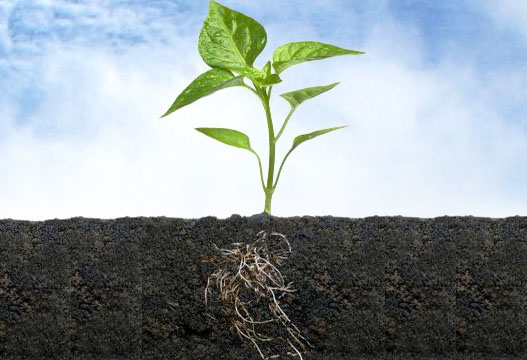 plant&roots