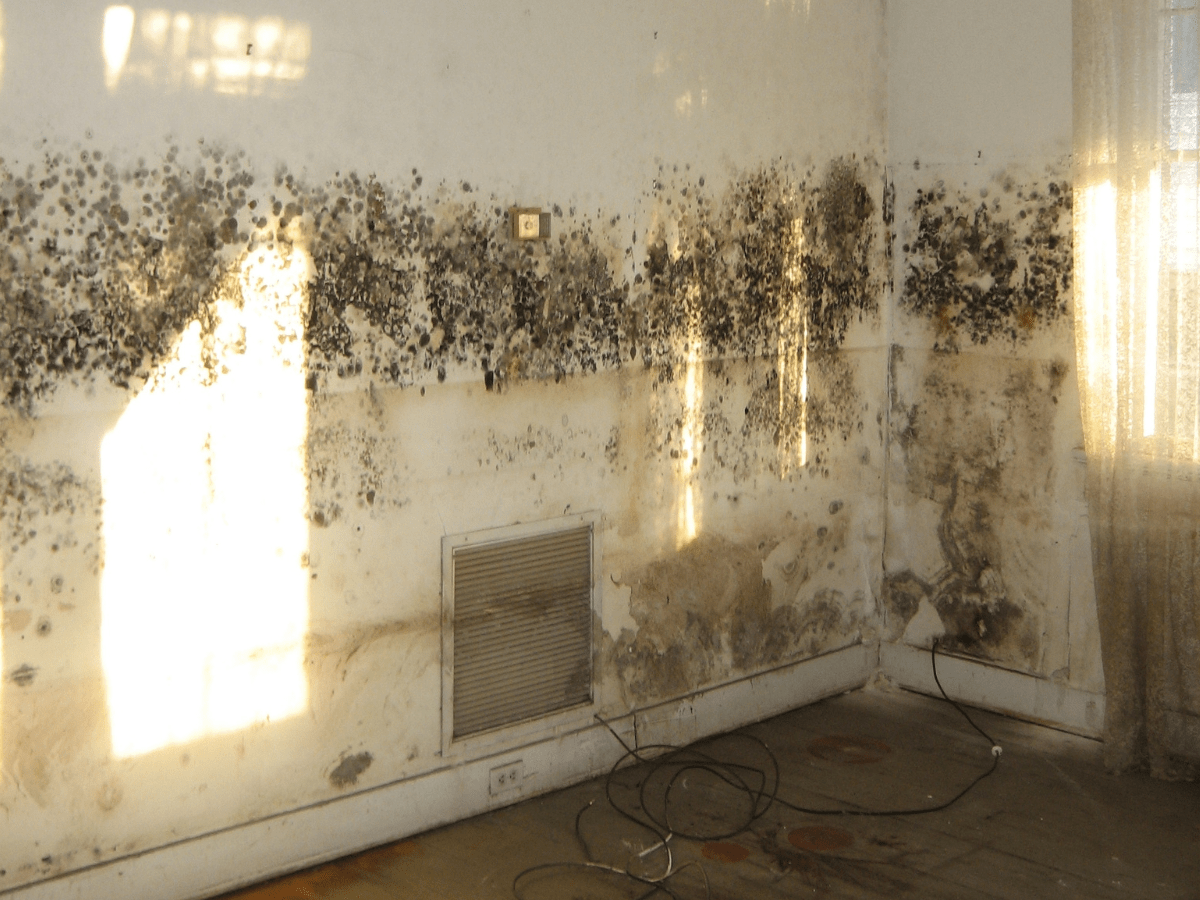mould illness