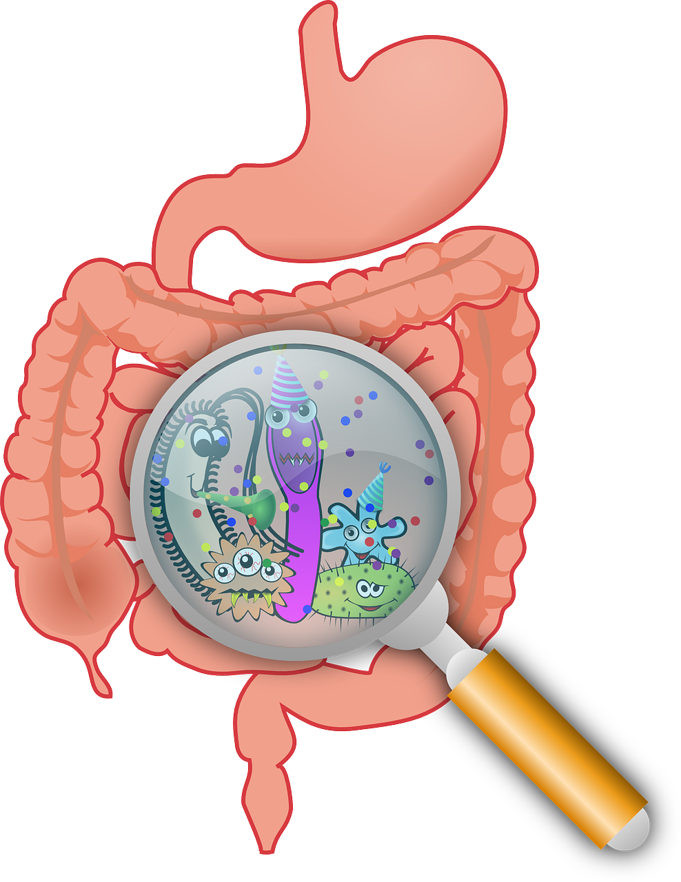 Faecalibacterium prausnitzii