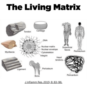 The Living Matrix