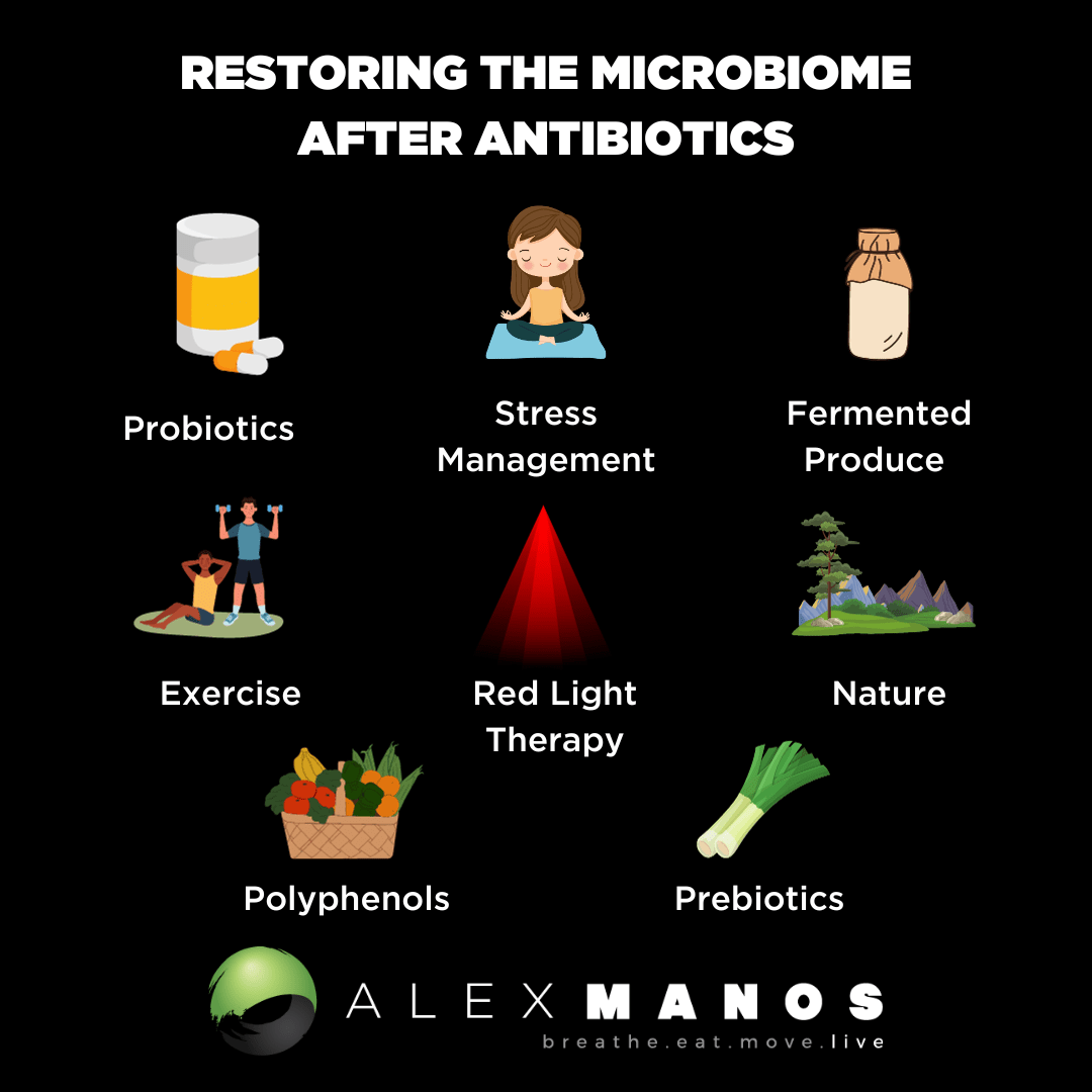 Restore The Gut Microbiome After Antibiotics
